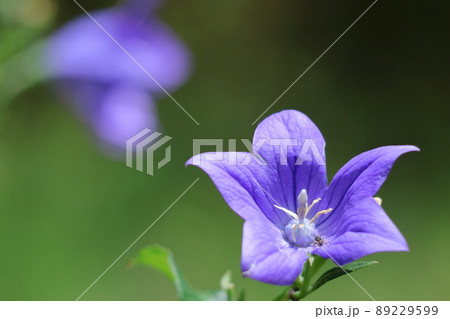 日本を代表する紫色の花 89229599