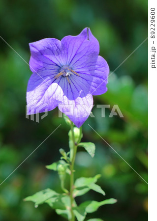 日本を代表する紫色の花 89229600