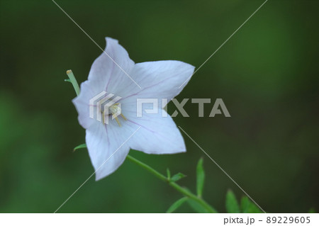 日本を代表する紫色の花 日本を代表する紫色の花 89229605