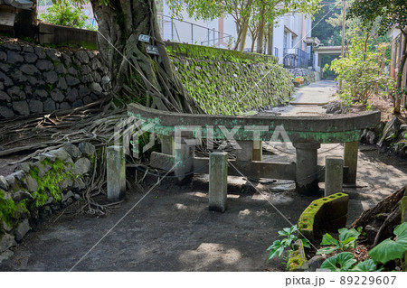 黒神埋没鳥居とアコウの木 89229607