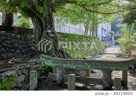黒神埋没鳥居とアコウの木 89229609