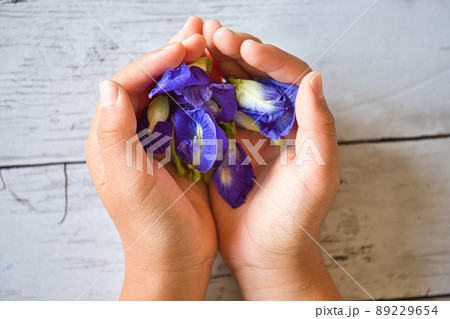 バタフライピー 89229654