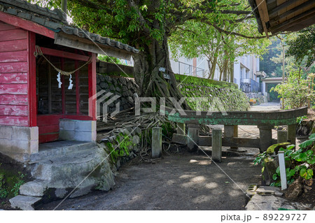 黒神埋没鳥居とアコウの木 89229727