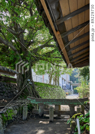 黒神埋没鳥居とアコウの木 89229730