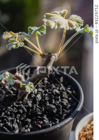 冬型の植物で人気な塊根植物 89229752