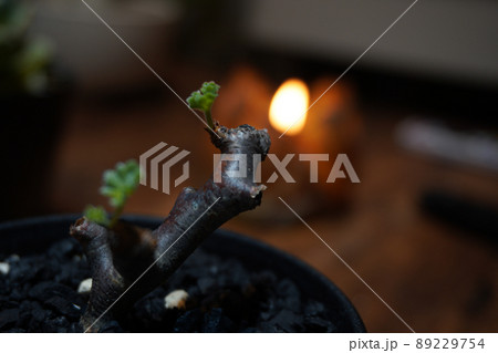 冬型の植物で人気な塊根植物 89229754