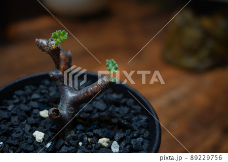 冬型の植物で人気な塊根植物 冬型の植物で人気な塊根植物 89229756