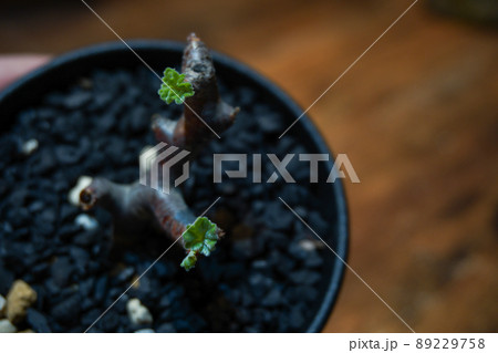 冬型の植物で人気な塊根植物 冬型の植物で人気な塊根植物 89229758