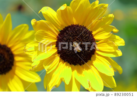 太陽の花 89230051