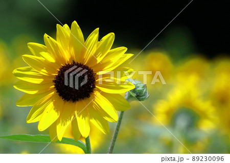 太陽の花 89230096