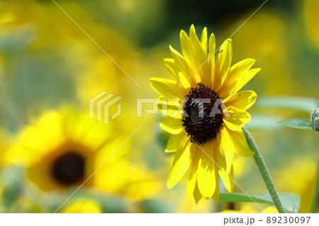 太陽の花 89230097