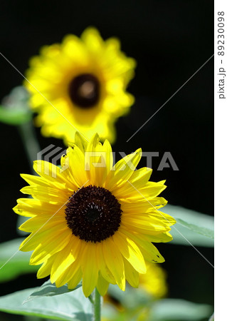 太陽の花 89230098