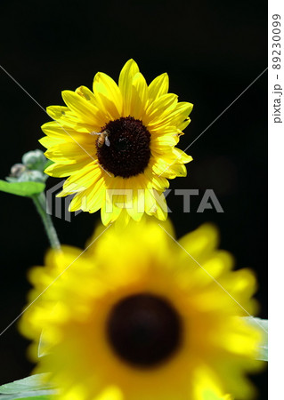 太陽の花 89230099
