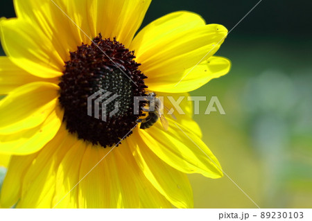 太陽の花 太陽の花 89230103