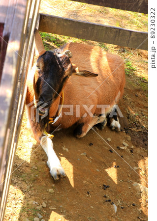 権現堂公園のヤギ 権現堂公園のヤギ 89230322