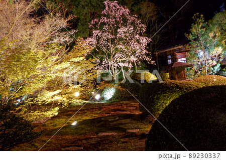 京都泉湧寺雲竜院のライトアップと桜 京都泉湧寺雲竜院のライトアップと桜 89230337