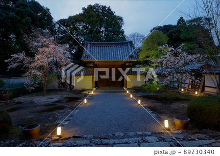 京都泉湧寺雲竜院のライトアップと桜 89230340