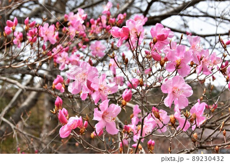 アカヤシオの花 89230432