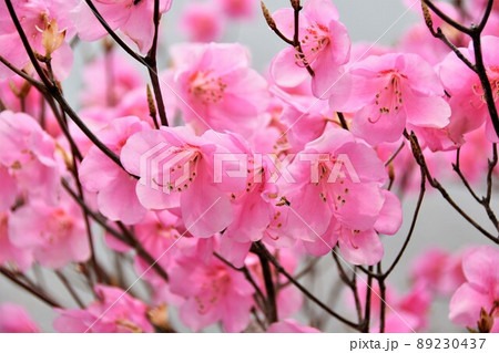 アカヤシオの花 89230437