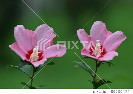 ハイビスカスに似た花 89230474