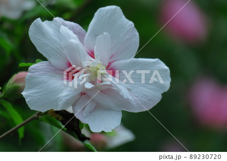 ハイビスカスに似た花 ハイビスカスに似た花 89230720