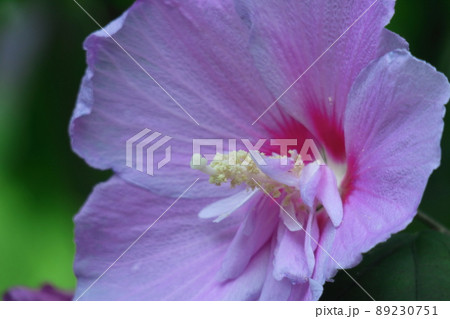 ハイビスカスに似た花の写真素材