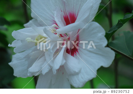 ハイビスカスに似た花 ハイビスカスに似た花 89230752