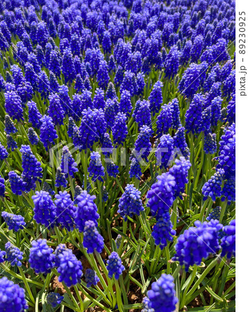 closeup side view of beautiful purple grape hyacinth flowers as a background 89230925