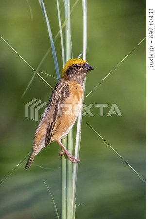Image of male baya weaver nesting on nature background. Bird. Animals. Image of male baya weaver nesting on nature background. Bird. Animals. 89230931