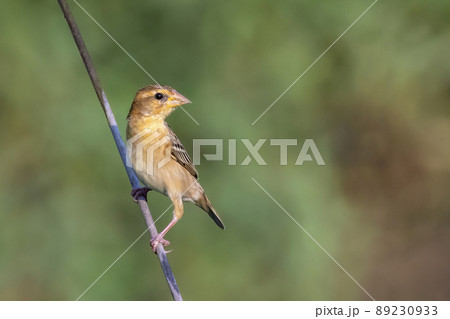 Image of male baya weaver nesting on nature background. Bird. Animals. 89230933