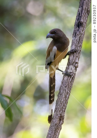 Image of Rufous Treepie ( Dendrocitta vagabunda) on the tree branch on nature background. Bird. Animals. Image of Rufous Treepie ( Dendrocitta vagabunda) on the tree branch on nature background. Bird. Animals. 89230937