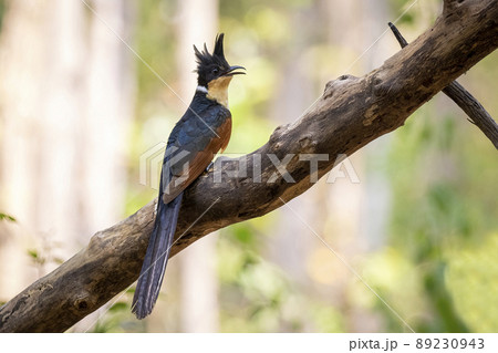 Image of Chestnut winged cuckoo on a tree branch on nature background. Bird. Animals. Image of Chestnut winged cuckoo on a tree branch on nature background. Bird. Animals. 89230943