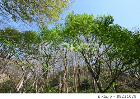 新緑の美しい季節に空を見上げて 新緑の美しい季節に空を見上げて 89231079