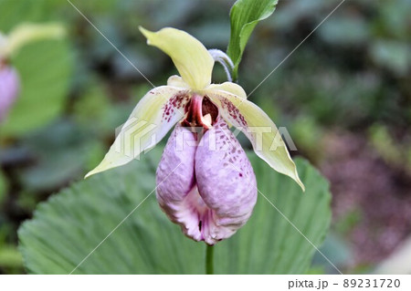 クマガイソウの花 クマガイソウの花 89231720