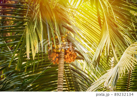 Goa, India. Areca Catechu Palm With Narcotic Nuts On Background Green Leaves, Goa, India. Areca Catechu Palm With Narcotic Nuts On Background Green Leaves, 89232134