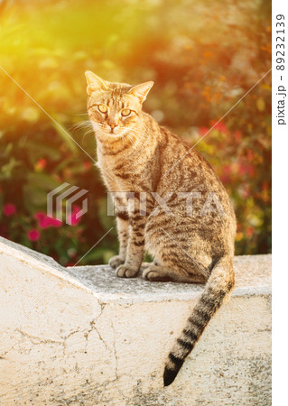 Gorgeous homeless Cat Outdoor Portrait In Sunny Day. Close Up stray cat. Portrait Of Homeless Gray Cat Sitting Outdoor In Street 89232139