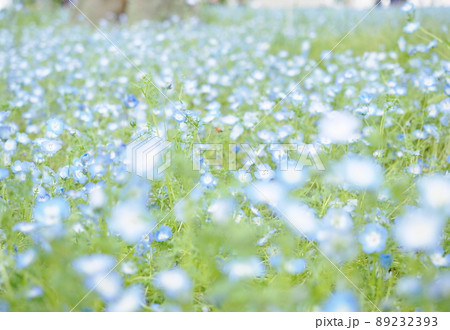 ネモフィラの花 89232393