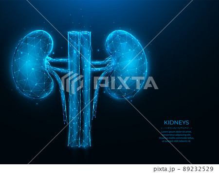 Polygonal vector illustration of human kidneys on a dark blue background. Internal organ low poly design. Nephrology or urology medical banner, template or background. 89232529