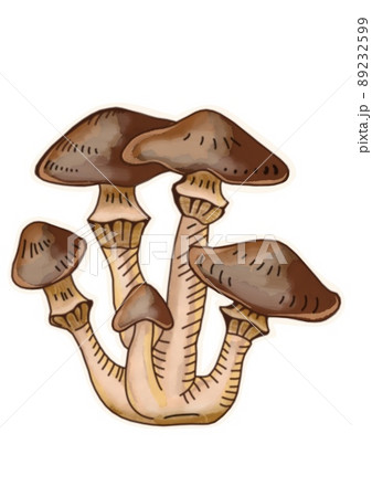 Hand drawing mushrooms on white background clipart 89232599