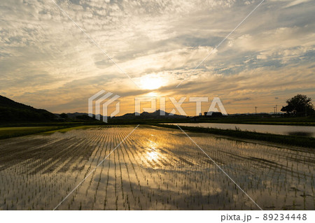 初夏の田園風景(夕暮れ) 初夏の田園風景(夕暮れ) 89234448