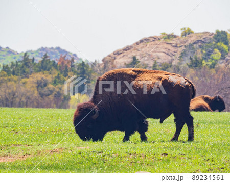 Close up shot of wild Bison in Wichita Mountains Wildlife Refuge 89234561