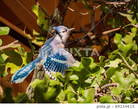 Close up shot of cute Blue Jay modal 89234615