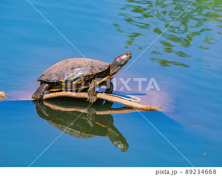 Close up shot of Red-eared slider resting in a pond Close up shot of Red-eared slider resting in a pond 89234668