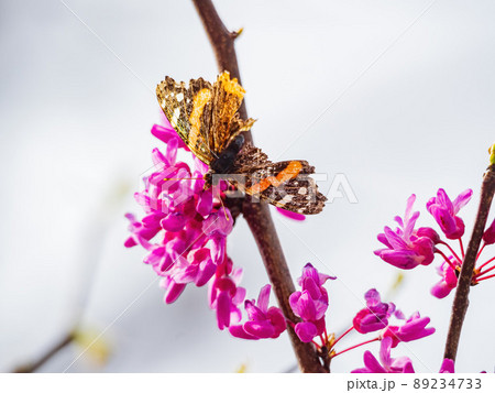 Sunny view of the Epargyreus clarus eating the eastern redbud 89234733