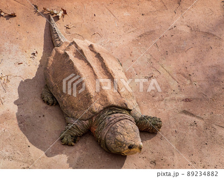 Close up shot of Alligator snapping turtle crawling Close up shot of Alligator snapping turtle crawling 89234882