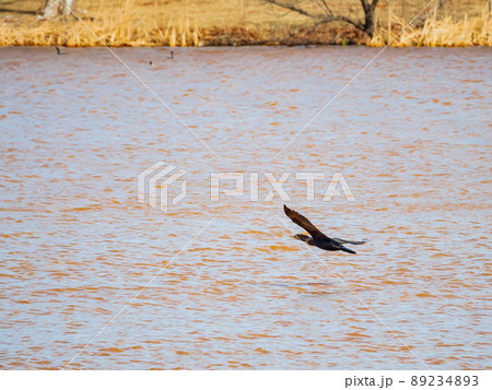 Close up shot of Double-crested cormorant flying down to the lake Close up shot of Double-crested cormorant flying down to the lake 89234893