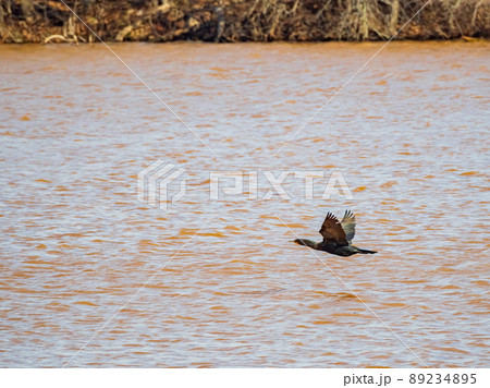 Close up shot of Double-crested cormorant flying down to the lake 89234895