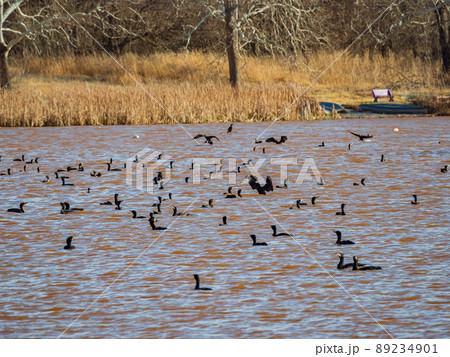 Close up shot of Double-crested cormorant flying down to the lake 89234901