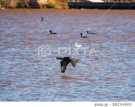 Close up shot of Double-crested cormorant flying down to the lake 89234903