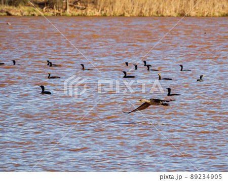 Close up shot of Double-crested cormorant flying down to the lake Close up shot of Double-crested cormorant flying down to the lake 89234905